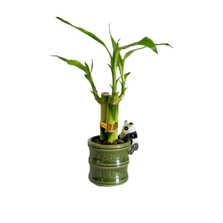 2-pack Small Lucky Bamboo Live Indoor Plants with Ceramic Vase for Home & Office