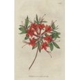 thumbnail image 2 of Scarlet Azalea, Rhododendron Calendir Laceum Poster Print By ® Florilegius Mary Evans (24 X 36), 2 of 4