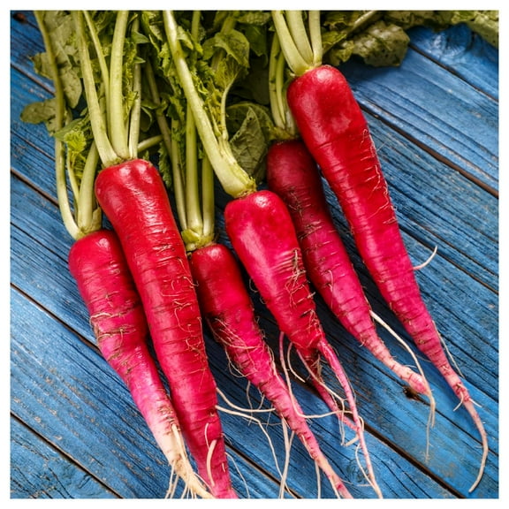 Everwilde Farms - 1/4 lb Organic China Rose Radish Seeds - Gold Vault Bulk Seed Packet