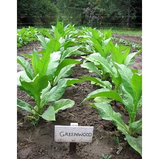 madole tobacco seeds 1000 Madole Tobacco Seeds ~ Heirloom ~ Rich Flavor ~ Dark Variety