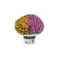 thumbnail image 4 of Better Homes & Gardens 1.5G Garden Mum Live Plant in Grower Pot, 4 of 10