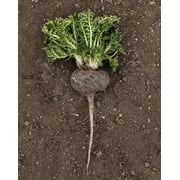 Black Maca Extract