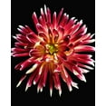 thumbnail image 2 of Reynolds, Richard 15x18 Black Ornate Wood Framed with Double Matting Museum Art Print Titled - Dahlia 4, 2 of 4