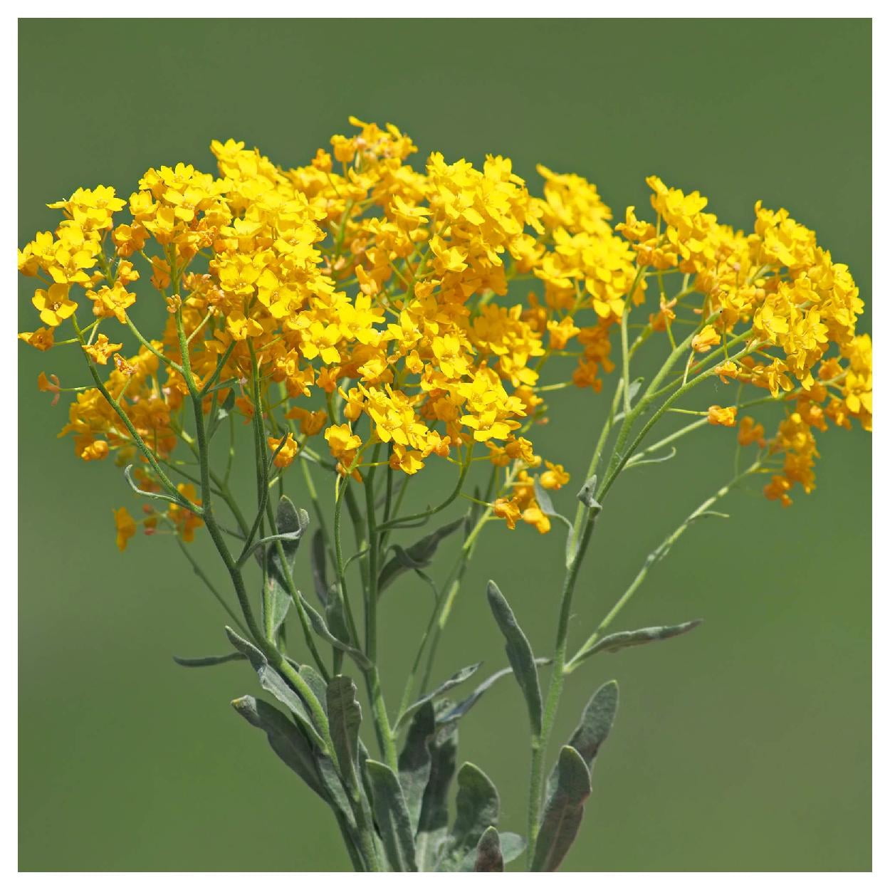 Everwilde Farms - 1 lb Basket of Gold Garden Flower Seeds - Gold Vault Bulk Seed Packet