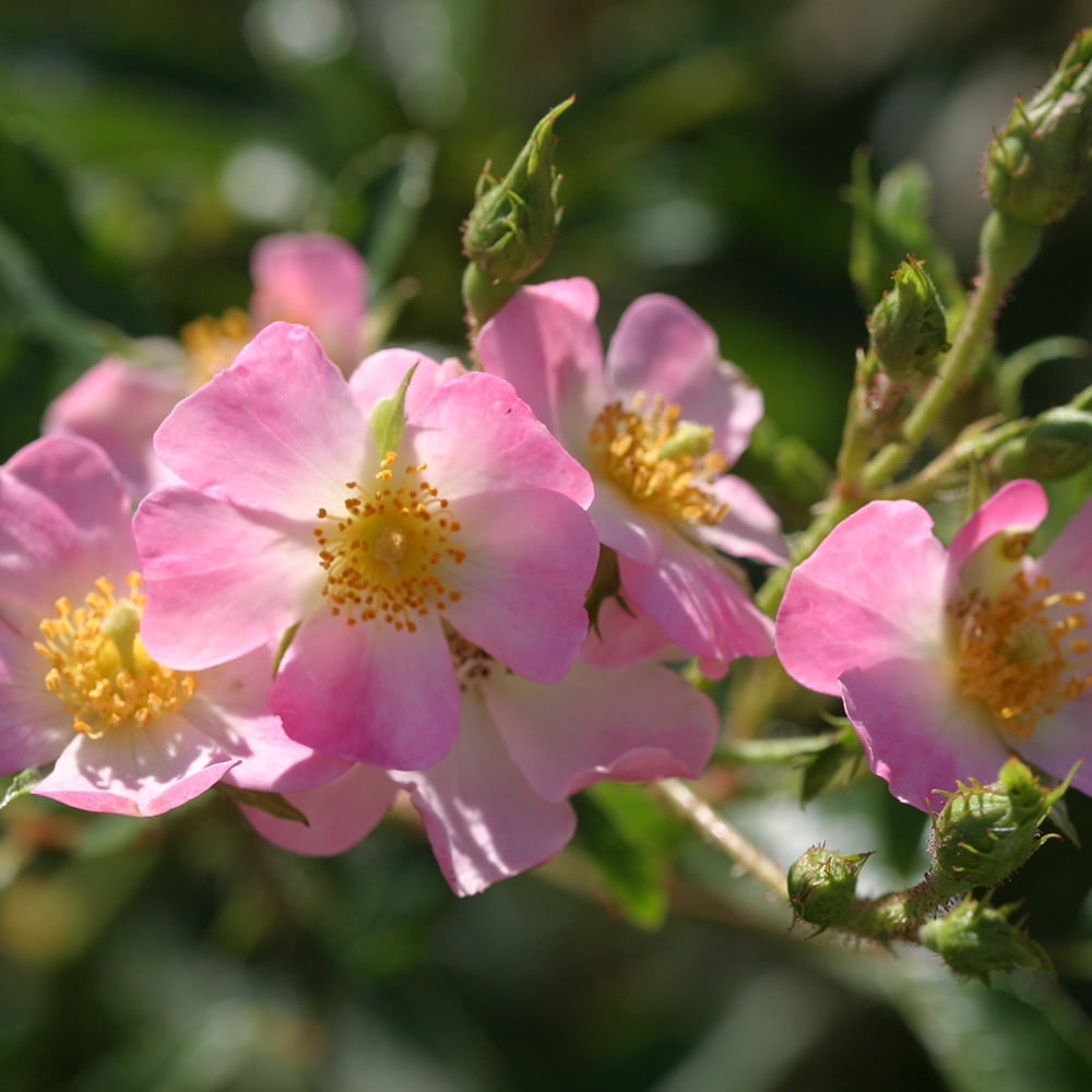 Heirloom Roses Ballerina Hybrid Musk Rose - Thumbnail 5