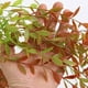 thumbnail image 5 of Plantas artificiales de enredadera de sauce - 5 piezas de enredaderas colgantes artificiales de 39 pulgadas, hojas de plástico verde claro para decoración de paredes y techos interiores, 5 of 6
