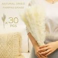 thumbnail image 2 of 30PCS Pampas Grass Plumes Decoration, 17 Inch Tall Natural Dried Flowers,Faux Reed Flower Stems Bunch for Flower Arrangements Wedding Home Decor, 2 of 6