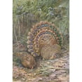 thumbnail image 2 of George Edward Lodge 14x18 Black Ornate Wood Framed Double Matted Museum Art Print Titled - Malay Peacock Pheasant (1918-1922), 2 of 5