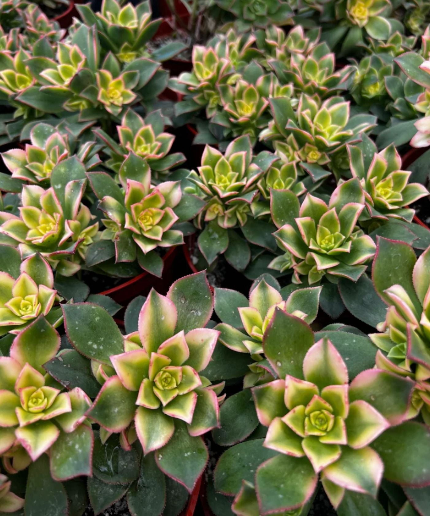 Aeonium Kiwi Plant Live for Planting - Rosette Succulents with Pups Plant for Indoor Outdoor in 4 Inch Pot