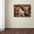 thumbnail image 3 of Trademark Fine Art 'Kittens 3' Canvas Art by Mike Jones Photo, 3 of 3