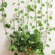 thumbnail image 5 of 10 piezas, clips de fijación de pared para plantas trepadoras, ganchos autoadhesivos para fijar plantas para enredaderas de pared invisibles (verde), 5 of 5