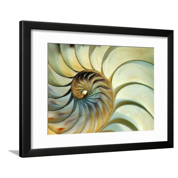 Close Up Of Nautilus Shell Spirals Framed Print Wall Art By Ellen Kamp Walmart Com Walmart Com