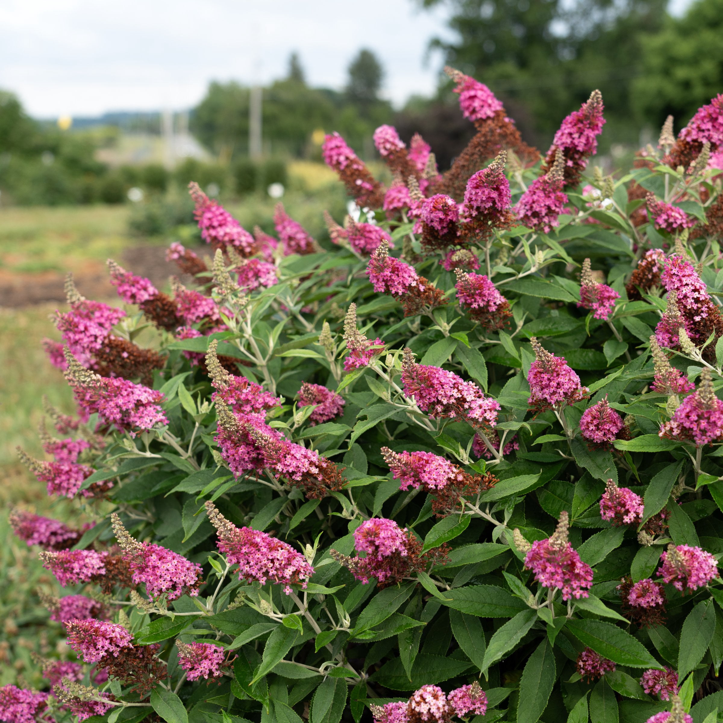 4 in. Buddleia Dapper Pink Live Shrub with Pink Flowers (3-Pack)