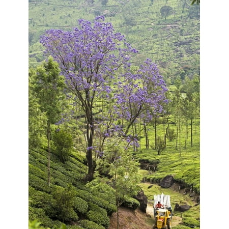 Teak Tree Plantation Flowering Tree and Tractor Amongst the Tea Plantations Print Wall Art By Anders Blomqvist ()
