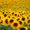 Endless Sunflower Field, variant on Elephant Stock Endless Sunflower Field Wall Art - Horizontal Canvas Wall Art - Living Room Wall Decor - Nature Canvas - Gold And Green Decor - 12" x 8"