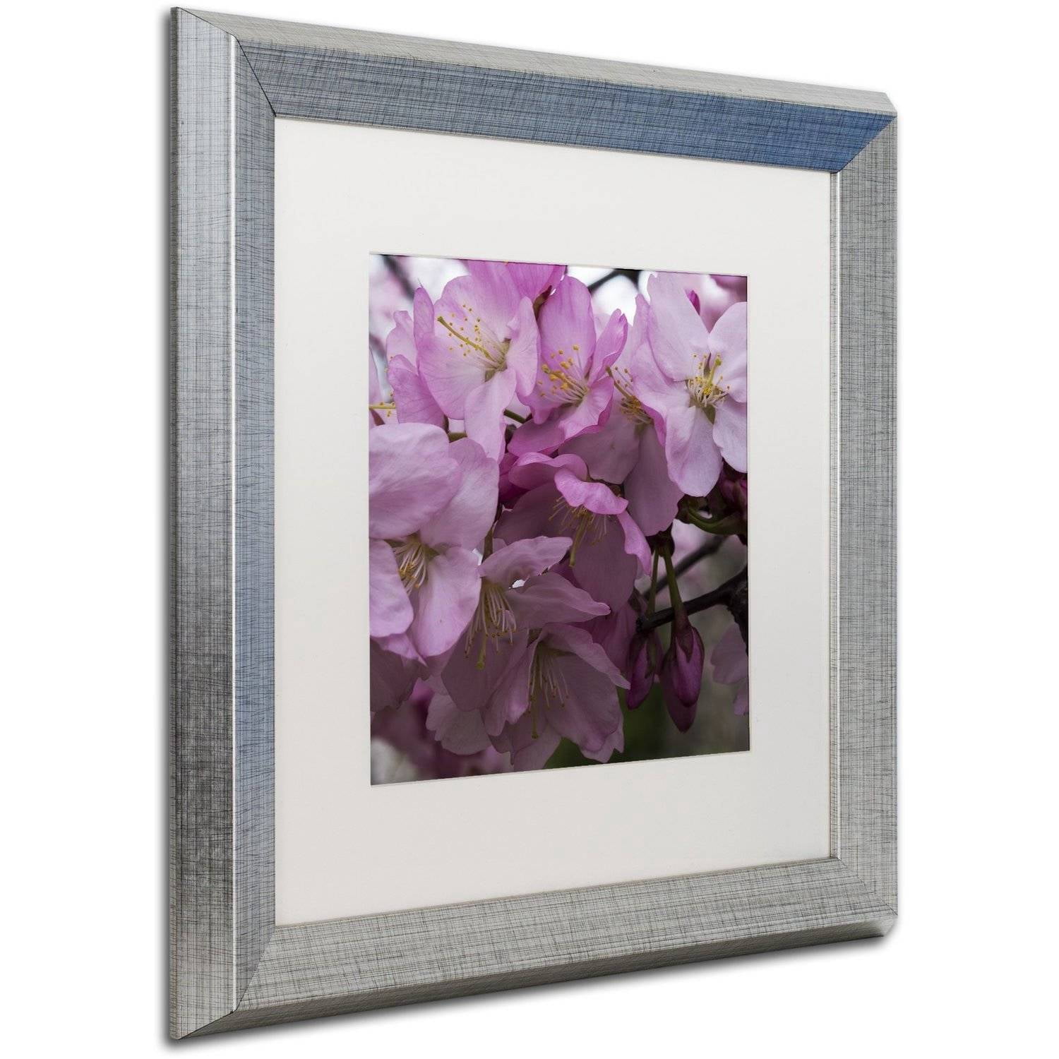 Trademark Fine Art "Cherry Blossom Cluster" Canvas Art by Kurt Shaffer, White Matte, Silver Frame