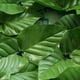 thumbnail image 3 of Valla De Simulación Valla de hoja verde artificial Paisajismo Valla de hoja verde Red Decoración de jardín (H) Ehuebsd Libre de BPA, 3 of 8