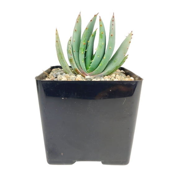 Aloe Peglerae - 4 inch Plastic Pot