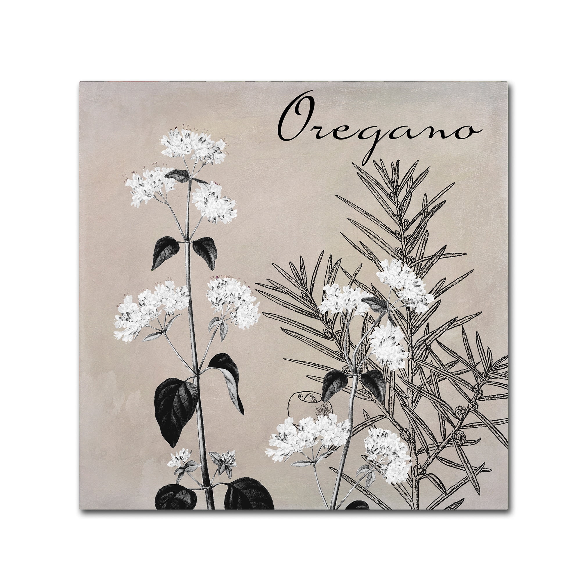 Trademark Fine Art "Flowering Herbs II" Canvas Art by Color Bakery