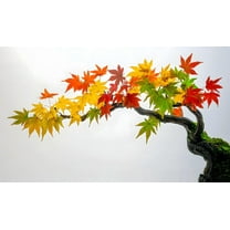 30 Japanese Maple Tree Seeds for Planting