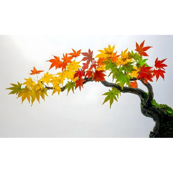 30 Japanese Maple Tree Seeds for Planting