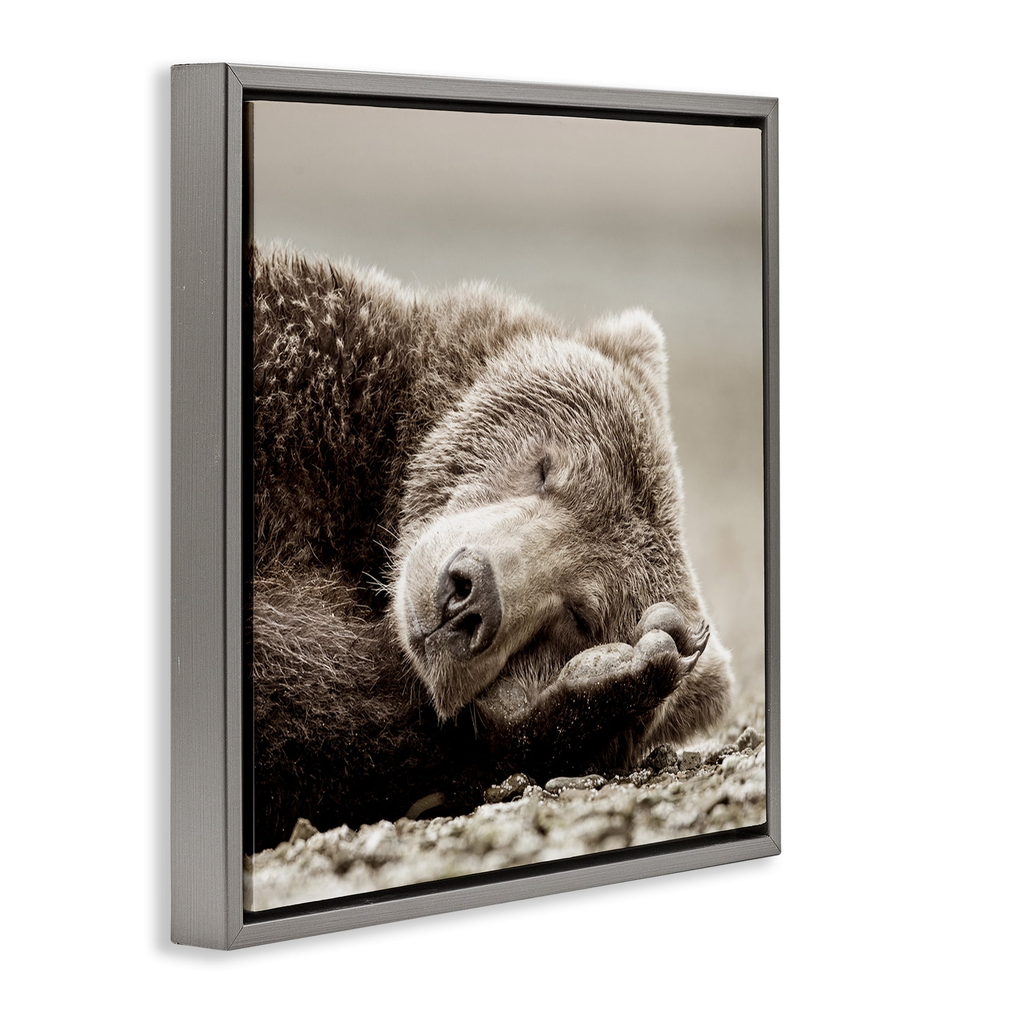 Stupell Industries Cozy Sleeping Bear Animals & Insects Photography Gray Floater Framed Canvas Art Print Wall Art, 18 x 18
