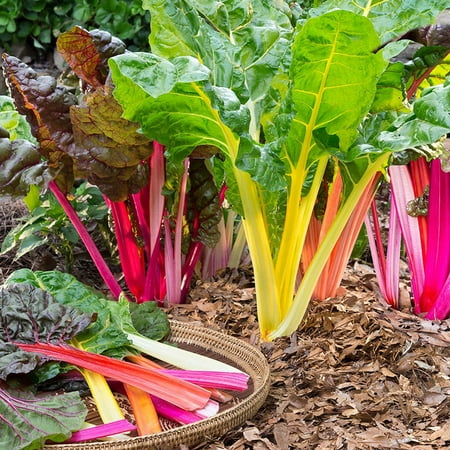 Bonnie Plants Straight 8 Cucumber 6-pack