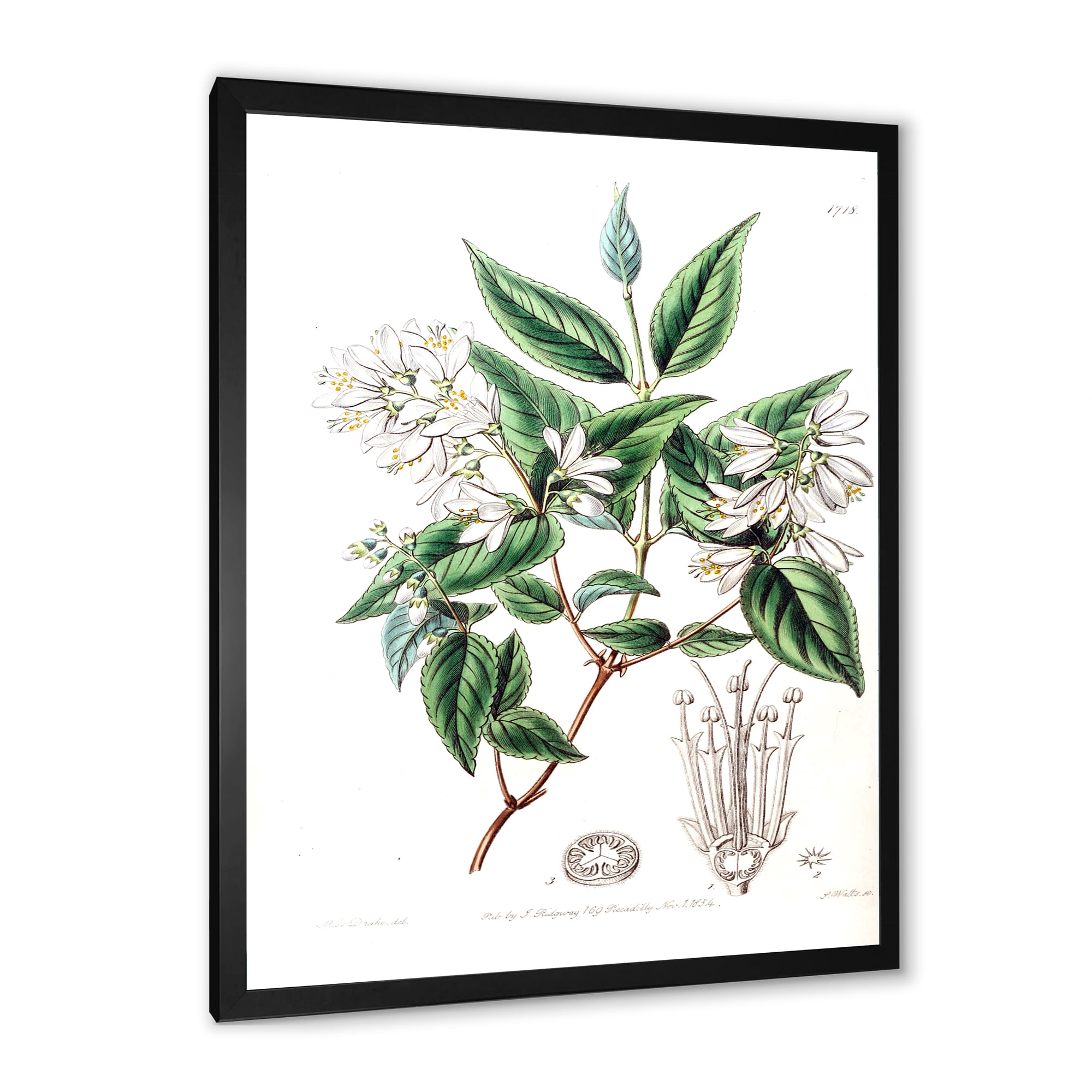 Designart 'Ancient Botanicals X' Traditional Framed Art Print