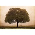 thumbnail image 3 of Van Swearingen, Debra 24x17 Black Modern Framed Museum Art Print Titled - The Hopeful Oak, 3 of 5