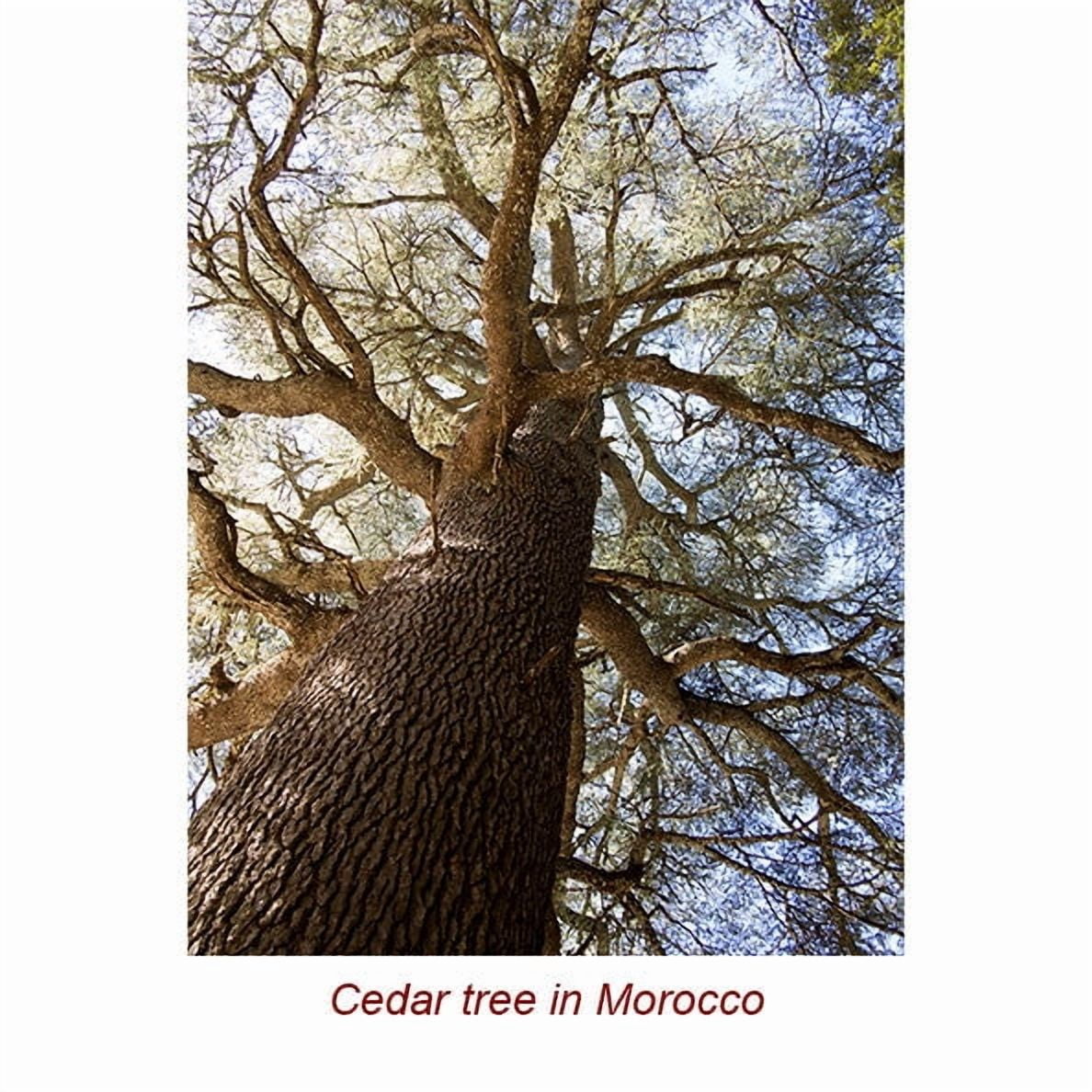 Cedarwood Atlas Organic Essential Oil 15 ml (1/2 fl oz) - 100% Pure and Natural by Silky Scents