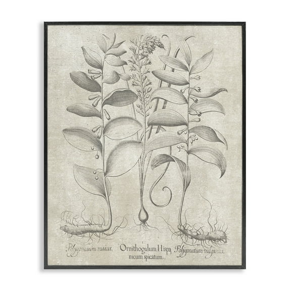 Stupell Industries Vintage Botanical Herb Botanical & Floral Painting Black Framed Art Print Wall Art, 11 x 14