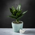 thumbnail image 2 of Sullivans Artificial Potted Sansevieria 10"H Green, 2 of 7