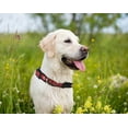 thumbnail image 4 of Pets First MLB Los Angeles Angels Dogs and Cats Collar - Heavy-Duty, Durable & Adjustable - Large, 4 of 4