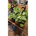 thumbnail image 3 of 6 inch Pot - Syngonium Batik Variegata, Syngonium glo go Live Rare Houseplants Very Elegant indoor Plant - Get similar to the picture, 3 of 4
