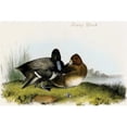 thumbnail image 1 of Buy Enlarge 0-587-64688-LP12x18 Scaup Duck- Paper Size P12x18, 1 of 1