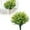 B, variant on Flowers for Indoor Outdoor Hanging - Versatile Shrubs for Spring and Summer Garden Courtyard Home and Room Enhancement