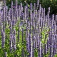 thumbnail image 2 of Outsidepride Anise Hyssop Blue Spike Seeds - 1000 Seeds, 2 of 6