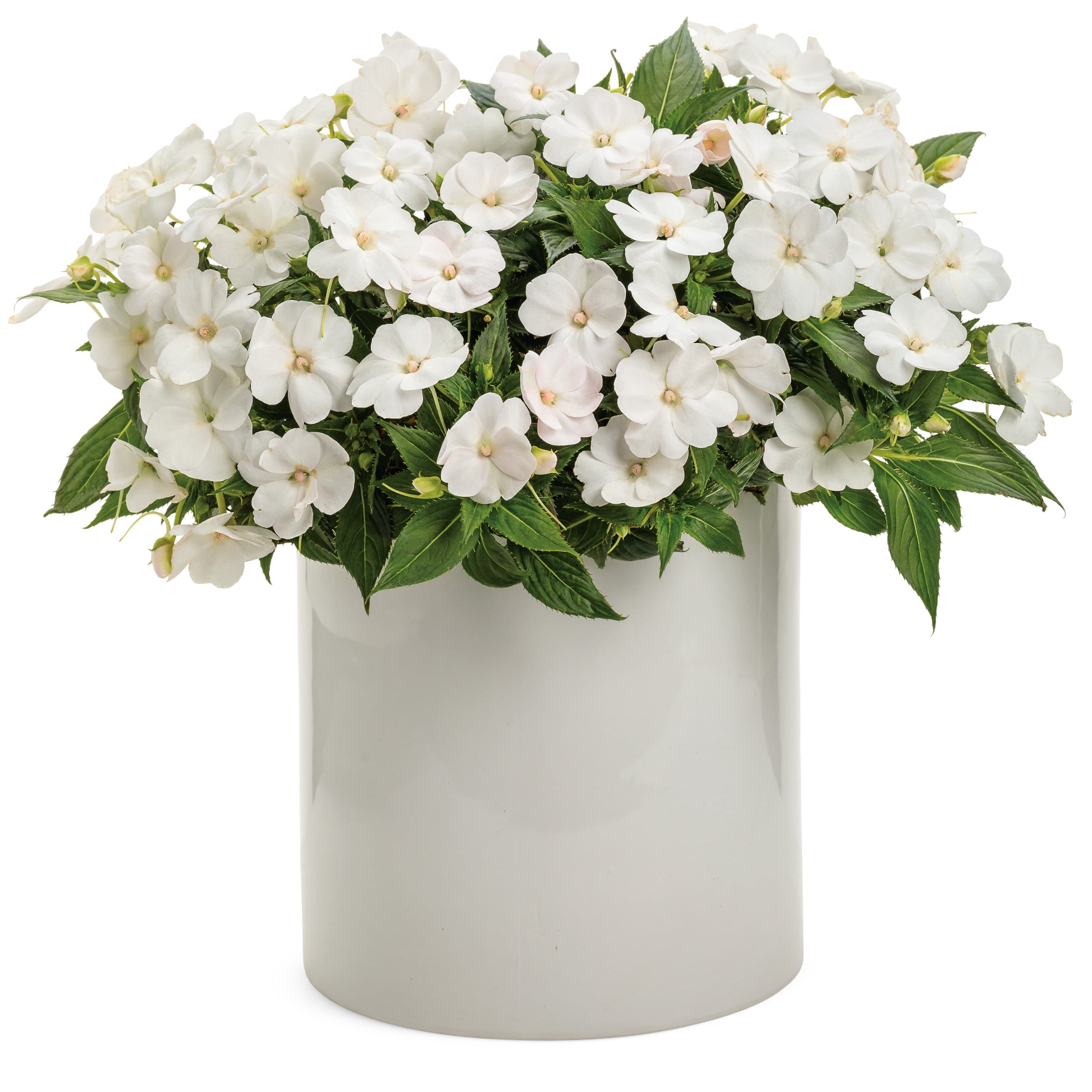Proven Winners 4" SunPatiens Compact Classic White Impatiens Live Plant in 4.25" Pot (4 Count)