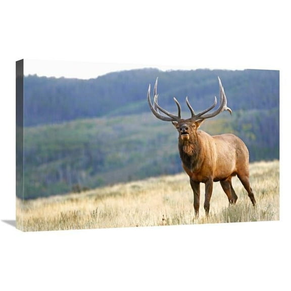 30 in. Bull Elk Calling Art Print - Vic Schendel