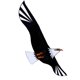 thumbnail image 1 of Cometa gigante de águila calva 3D para niños y adultos Cometas de halcón individuales fáciles de volar para Los 200x98cm, 1 of 8