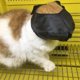 thumbnail image 1 of Cat Face Mask Groomer Helpers Cat Grooming Tools Prevención De Arañazos Y Anti Mordidas M Ccdes Otros, 1 of 8