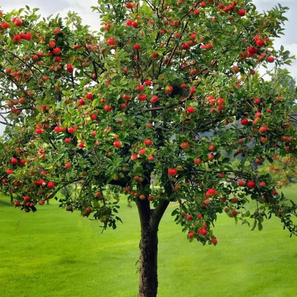 Expert Gardener 2-3 ft tall Fuji Apple Live Tree in 5-Gallon Grower Pot