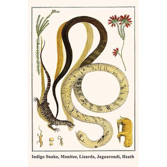 Indigo Snake, Monitor, Lizards, Jaguarondi, Heath-Fine Art Canvas Print (20" x 30")