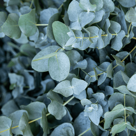 Live Eucalyptus Eucalyptus Plant Tree, Indoor Outdoor Fragrant Baby Blue Eucalyptus in 2.5'' Pot