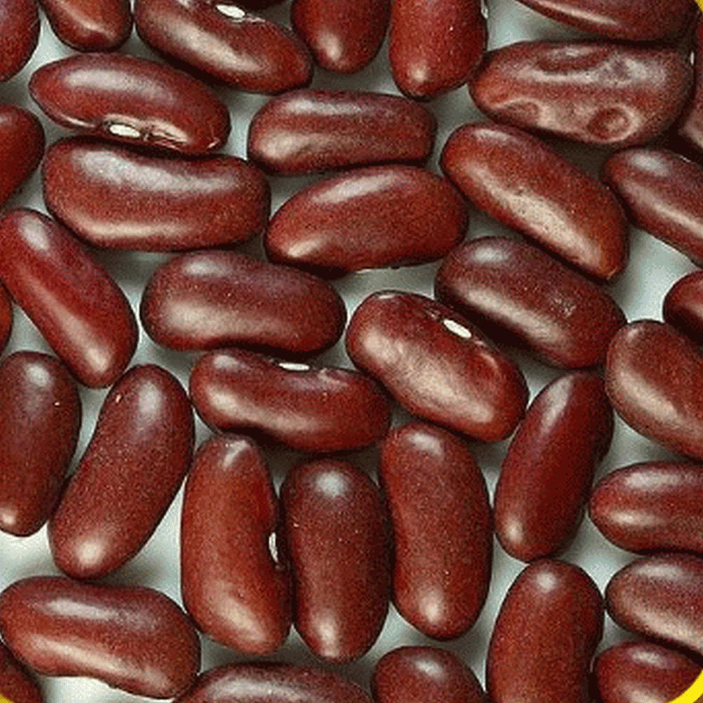 Everwilde Farms 1/4 Lb Dark Red Kidney Dry Bean Seeds Gold Vault