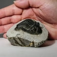 thumbnail image 2 of Genuine Asaphus intermedius Trilobite in Matrix from Morocco (273 grams), 2 of 4