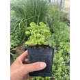 2 Cuban Oregano Culinary Herb Plants in 4" PotsPunch up your Sauces