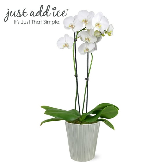 Just Add Ice 16-30" White and Yellow Premium Orchid Live Plant in 5" Grey Ceramic Pot, House Plant