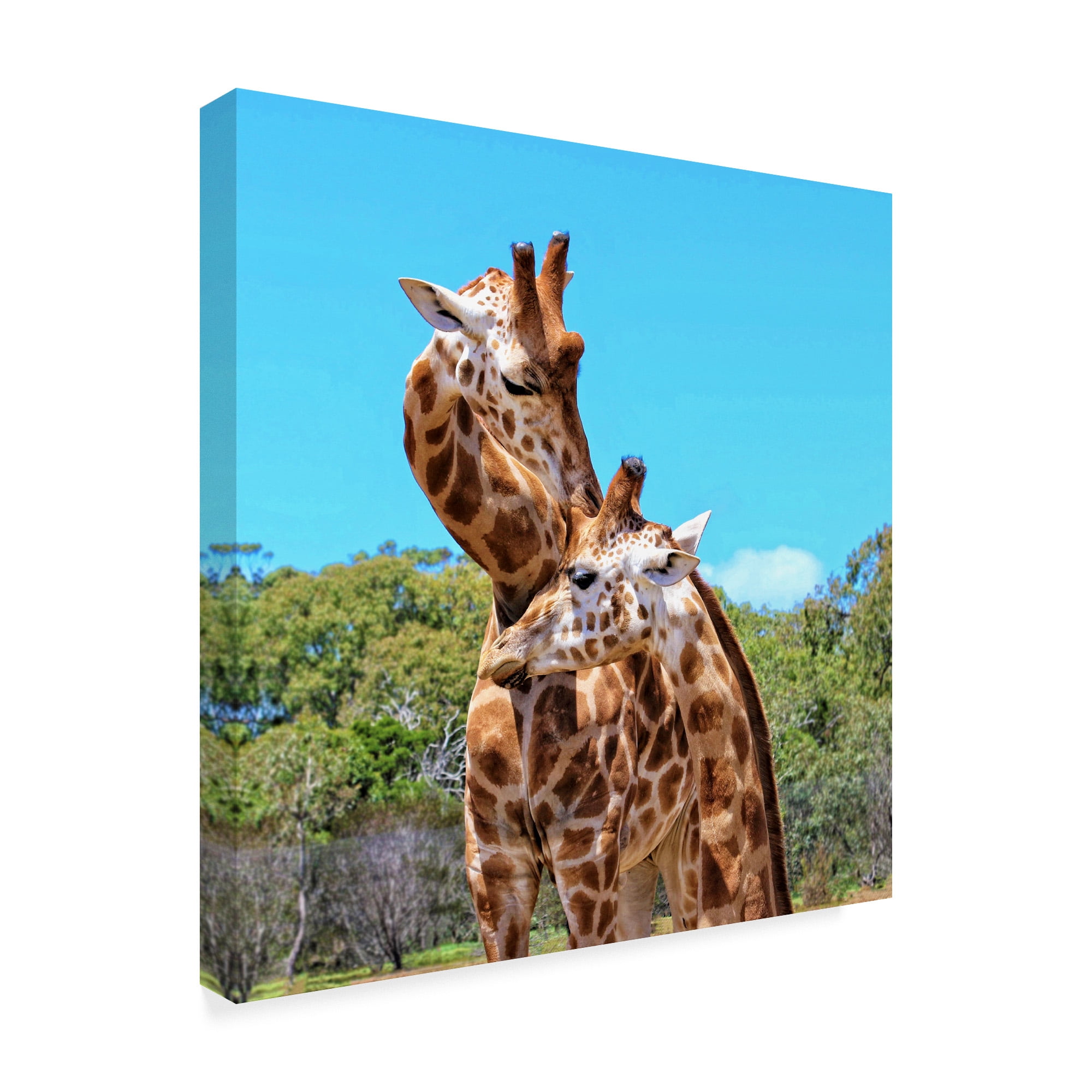 Trademark Fine Art 'Two Giraffes Wildlife' Canvas Art by Incredi