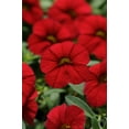 thumbnail image 6 of Better Homes & Gardens 2 Gallon Hanging Basket Multicolor Calibrichoa Combo Annual Flowers Live Plants Full Sun, 6 of 8